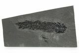 Devonian Lobe-Finned Fish (Osteolepis) Fossil - Scotland #353846-1